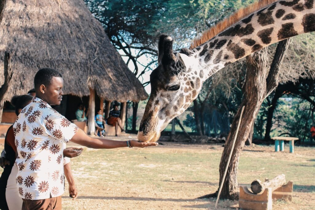 pexels-photo-1670732-1670732-1 An adult man feeds a giraffe at an outdoor wildlife park in Africa, capturing a close interaction with nature.